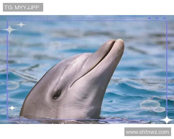 曼塔海豚与麦德林的奇妙邂逅探索海洋与城市的完美融合